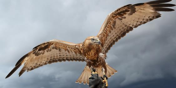 Falconry - Adventure - UAE - Big Boys Toys